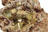 Yellow Andradite-Grossular Garnet Cluster with Clinochlore - Mali #242498-1